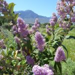 buddleja