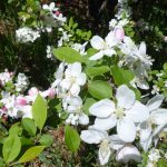crab apples