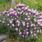 lavender
