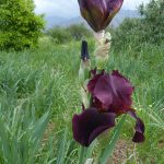 iris