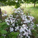 jasmine