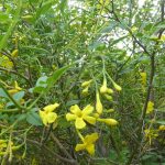 jasmine
