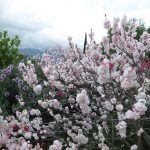 flowering peach
