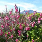 flowering peach