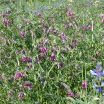 vetch