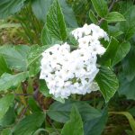 viburnum
