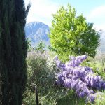 wisteria