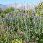Echium