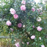 rose