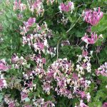 honeysuckle