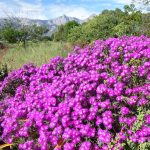 Lampranthus