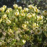 leucadendron