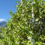 orange blossom