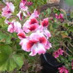 Pelargoniums
