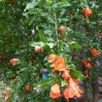 pomegranate