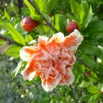 pomegranate