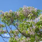 syringa