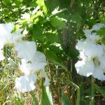 irises