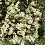wild pear