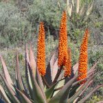 aloe