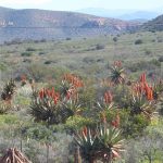 aloes