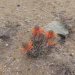 aloe