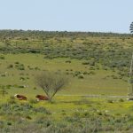 pastoral scene