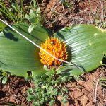 daubenya
