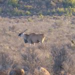 eland