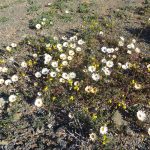 daisies