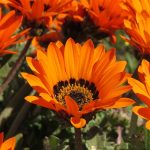 gazania