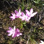 hesperantha