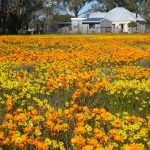 daisies