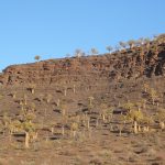 Kokerboom forest