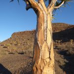quiver tree