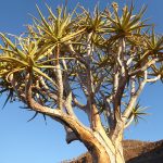 kokerboom