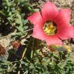 romulea