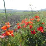 poppies