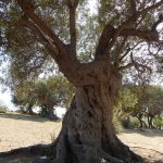 olive tree