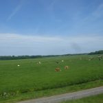 cows