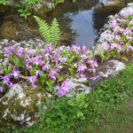 rock garden