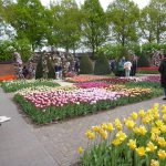 Keukenhof tulips