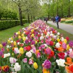 Keukenhof tulips