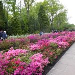 azaleas