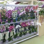 orchids