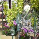 orchids