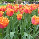 Keukenhof tulips