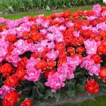 Keukenhof tulips