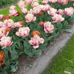 Keukenhof tulips