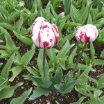 Keukenhof tulips